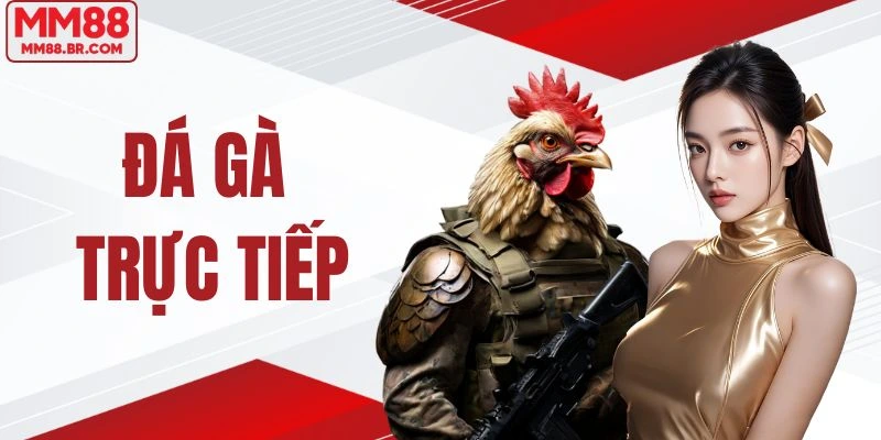 Đá Gà Trực Tiếp | Chọn Chuẩn Chiến Kê Săn Thưởng Siêu Khủng